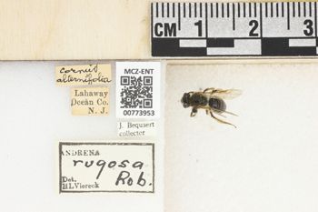 Media type: image;   Entomology 773953 Aspect: Labels